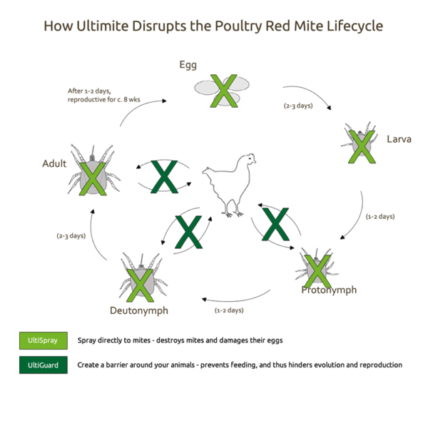 How Ultimite Dsirupts The Poultry Red Mite Lifecycle. UltiSpray: Spray directly to mites - destroys mites and damages their eggs. UltiGuard: Create a barrier around your animals - prevents feeding, and thus hinders evolution and reproduction.